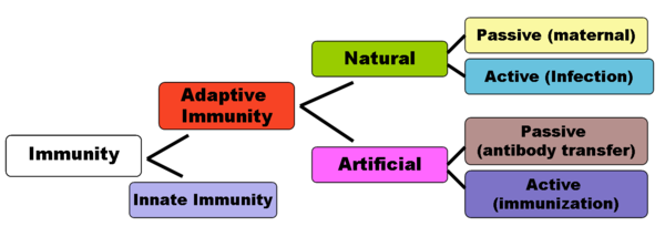 Adaptive memory artificial