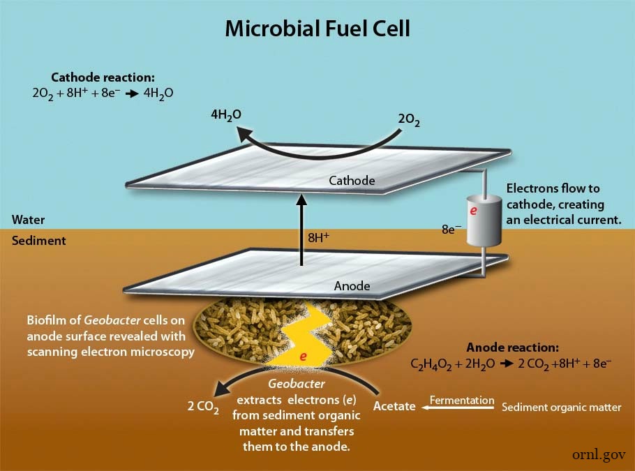 Microbial Fuel Cell